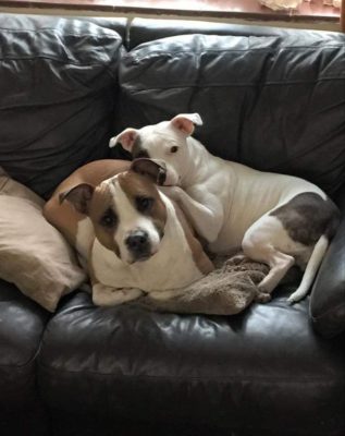 STAFFIE STIGMATISATION A GUEST POST STORY 2022 7 STAFFIE stigmatisation