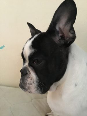 French Bulldog Porcshas looking French here