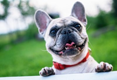 Misconceptions about bulldogs and safety 2022 7 Misconceptions about bulldogs and safety