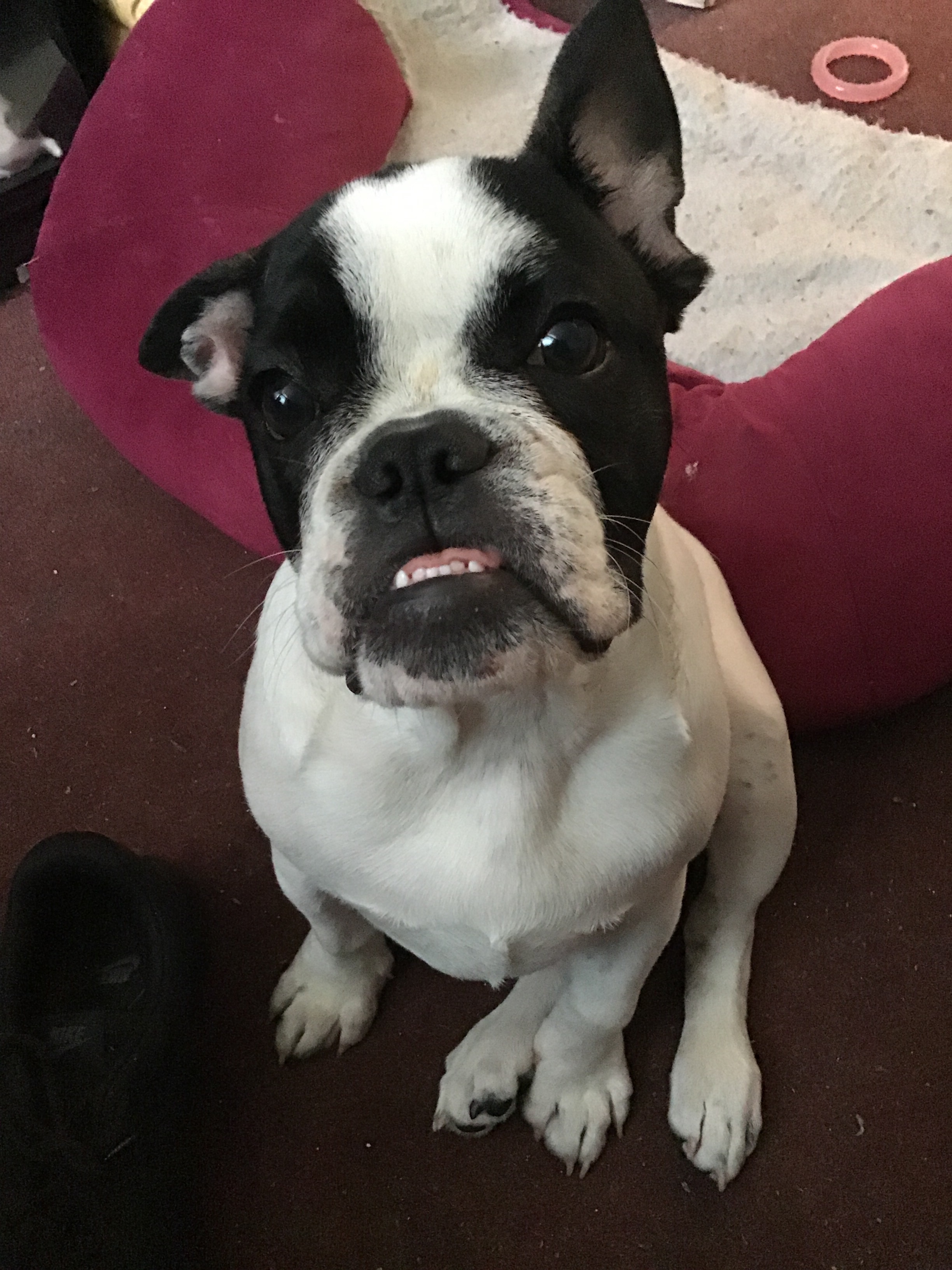 French Bulldog or Boston terrier we just agree now