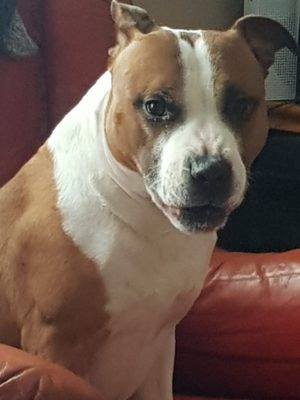 STAFFIE STIGMATISATION A GUEST POST STORY 2022 10 STAFFIE STIGMATISATION
