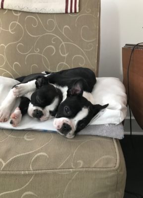 Puppies Adoption and pet store issues 2022 10 Bulldog museum Brighton