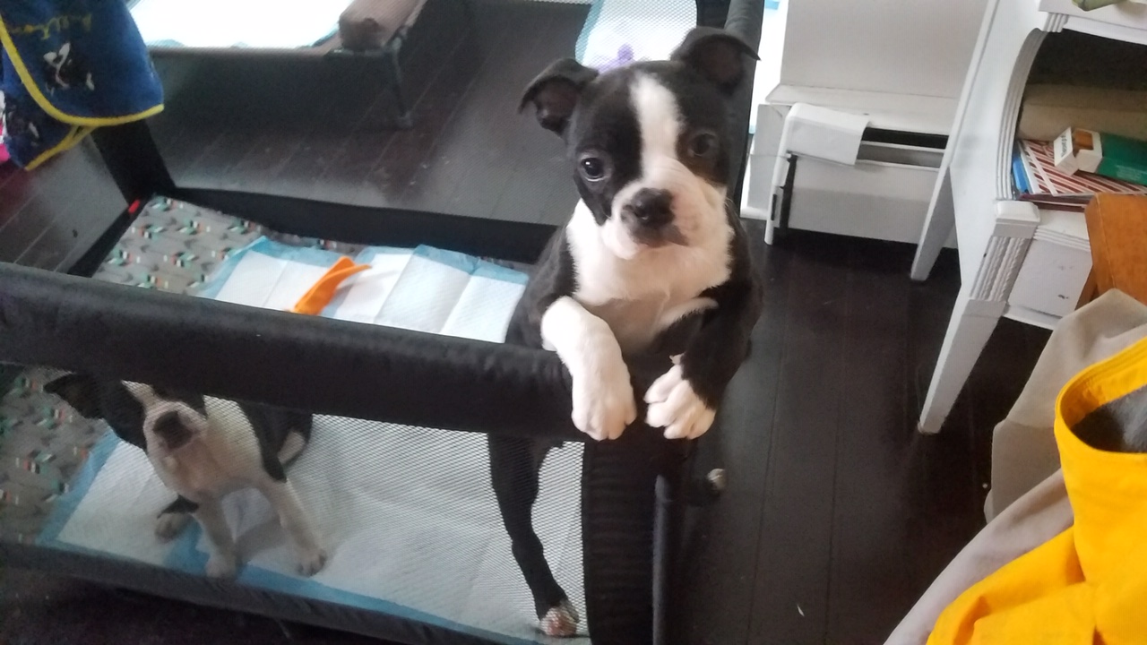 Puppies Adoption and pet store issues 2022 7 Puppies adoption and pet store issues