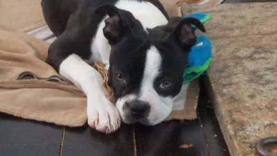 Puppies Adoption and pet store issues 2022 9 Bulldog museum Brighton
