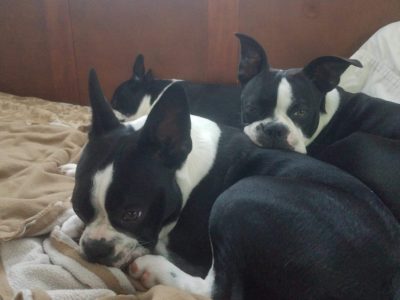 Puppies Adoption and pet store issues 2022 8 Puppies