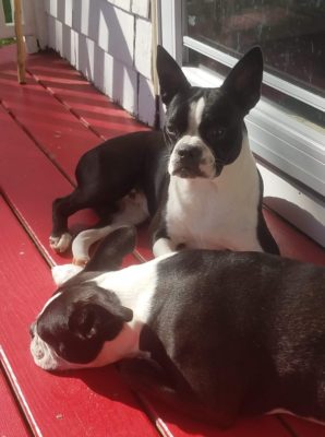 Puppies Adoption and pet store issues 2022 11 Puppies