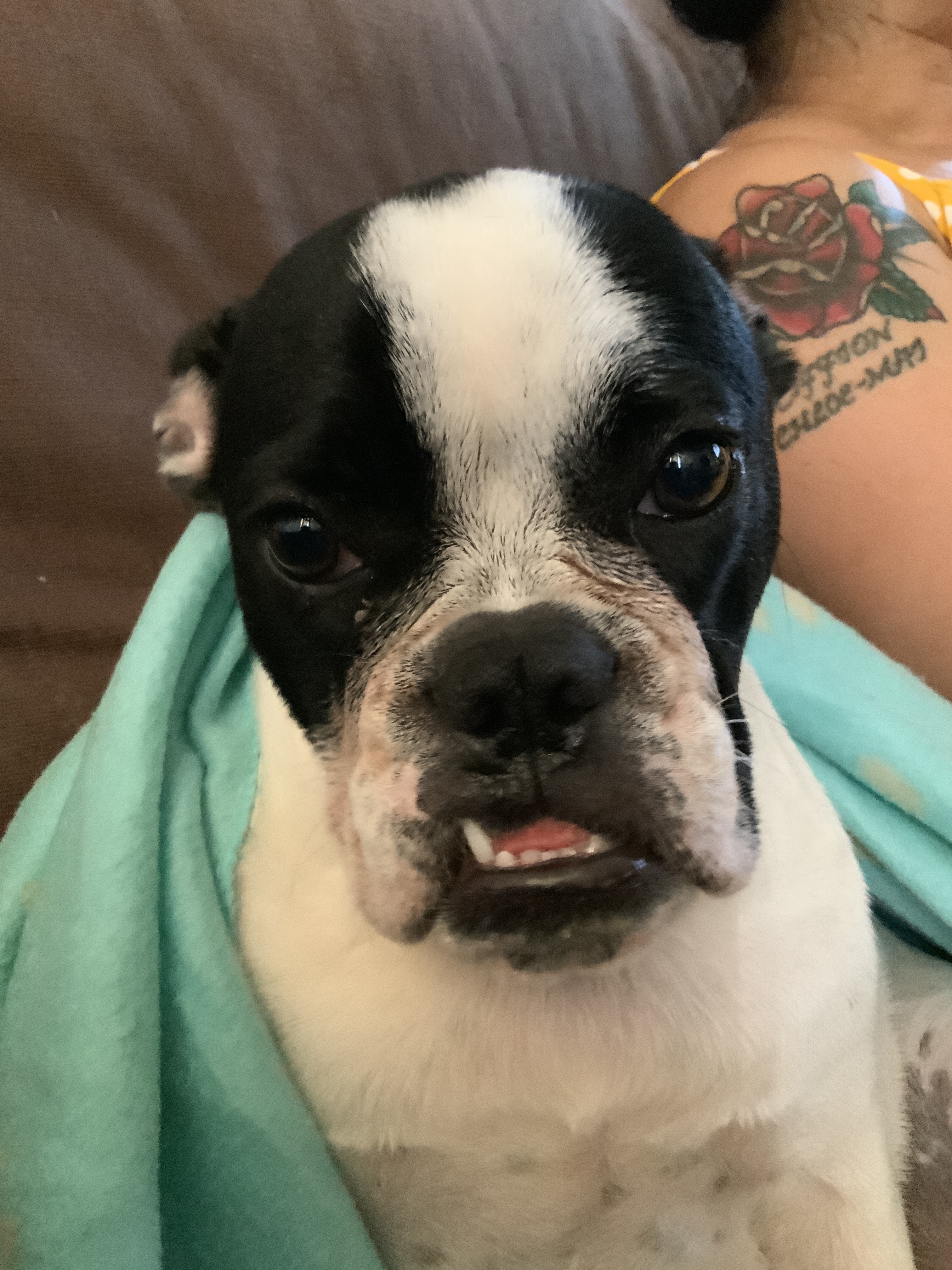 Collectibulldogs news Photo of a selfie