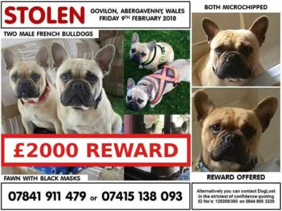 Stolen dogs Broken hearts 