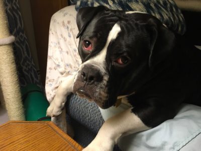 Those Beautiful Olde English Bulldogges (OEBD) 2022 5 Olde English Bulldogges (OEBD)