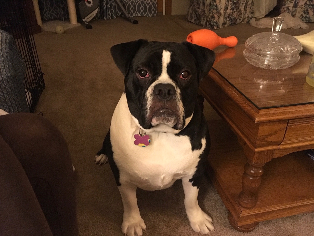Those Beautiful Olde English Bulldogges (OEBD) 2022 4 Olde English Bulldogges (OEBD)