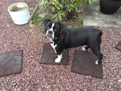 Olde English Bulldogges (OEBD) Olde English Bulldogges (OEBD)