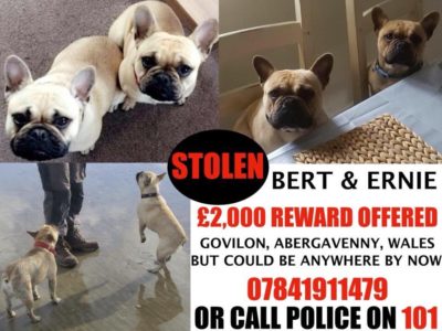 Stolen dogs Broken hearts Stolen dogs Broken hearts