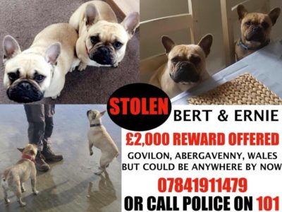 Stolen dogs Broken hearts 