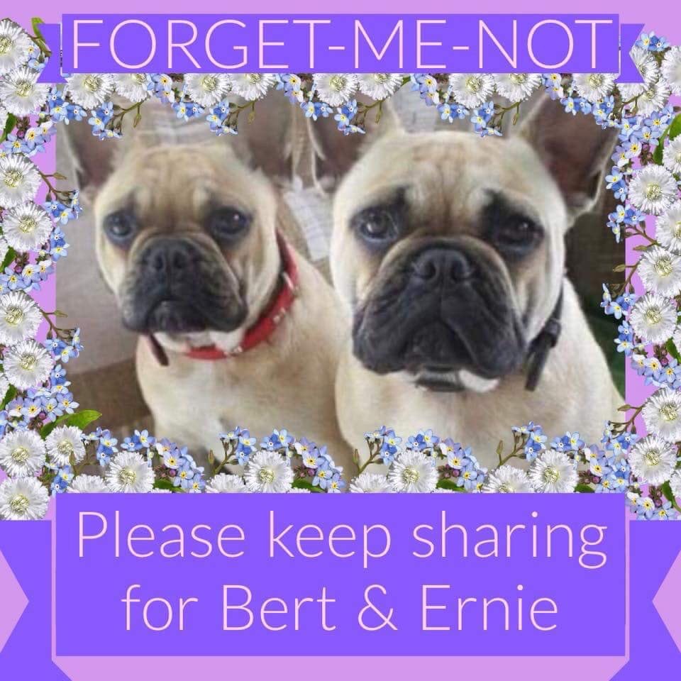 Stolen dogs Broken hearts Stolen dogs Broken hearts