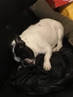 ITS A COLLECTIBULLDOGS TEASER ARTICLE 2022 11 ITS A COLLECTIBULLDOGS TEASER ARTICLE