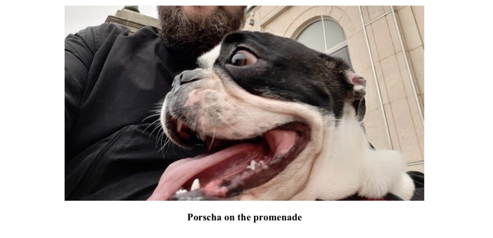 Friends a passion for bulldogs guest post friends a passion for bulldogs