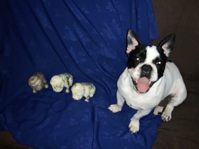 Antique bulldog gallery Antique bulldog gallery