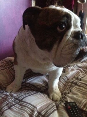 Collectibulldogs Last article from old collectibulldogs.com
