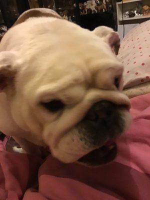 Collectibulldogs Last article from old collectibulldogs.com