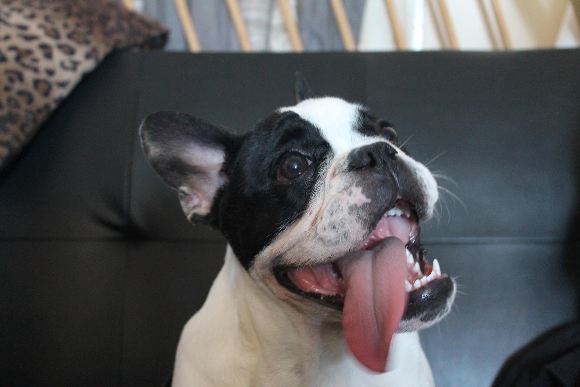 World Class Bulldog Collection – Museum Listed 27 Bulldog museum Brighton