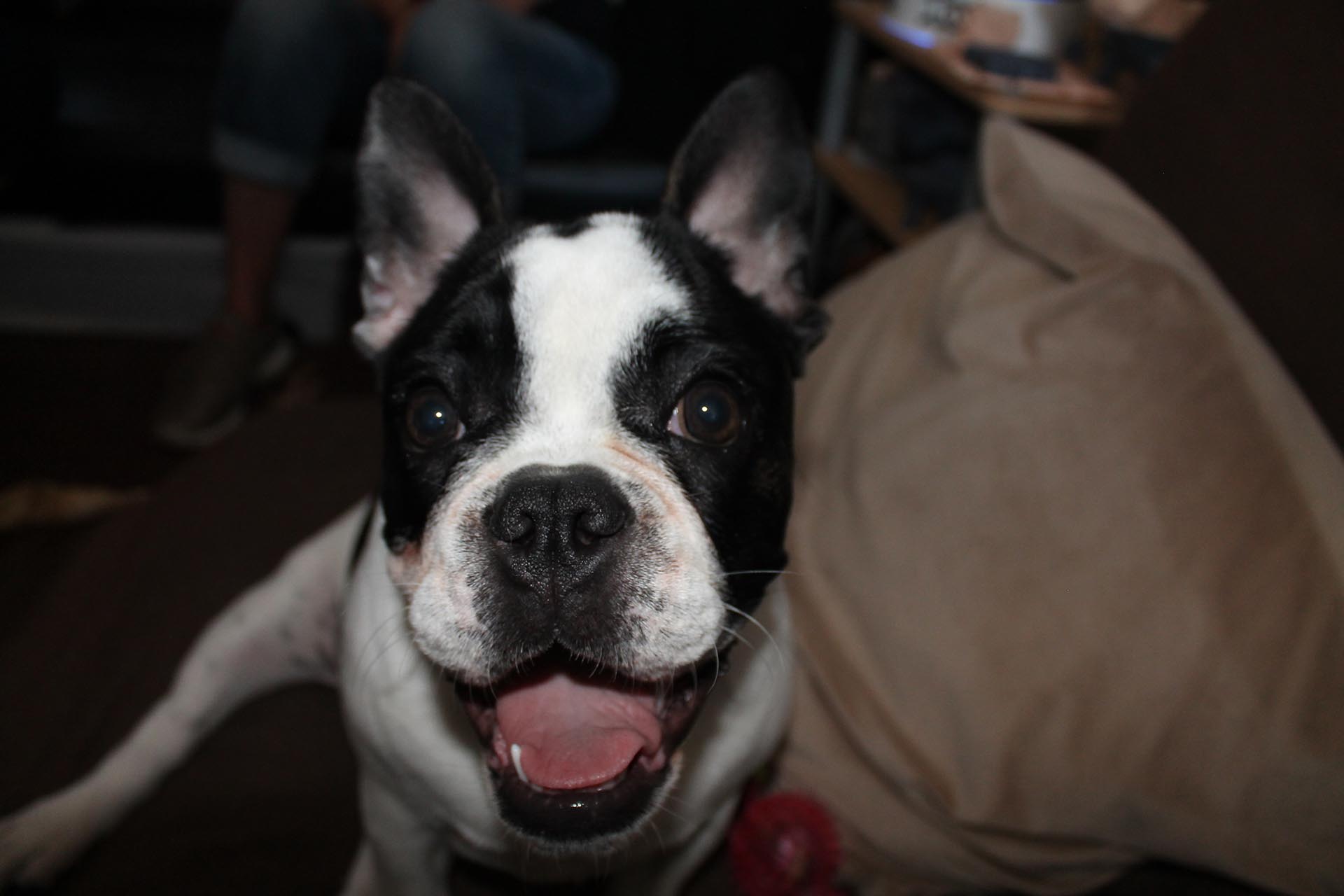 World Class Bulldog Collection – Museum Listed 28 Bulldog museum Brighton