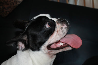 English-Boston Bulldog 