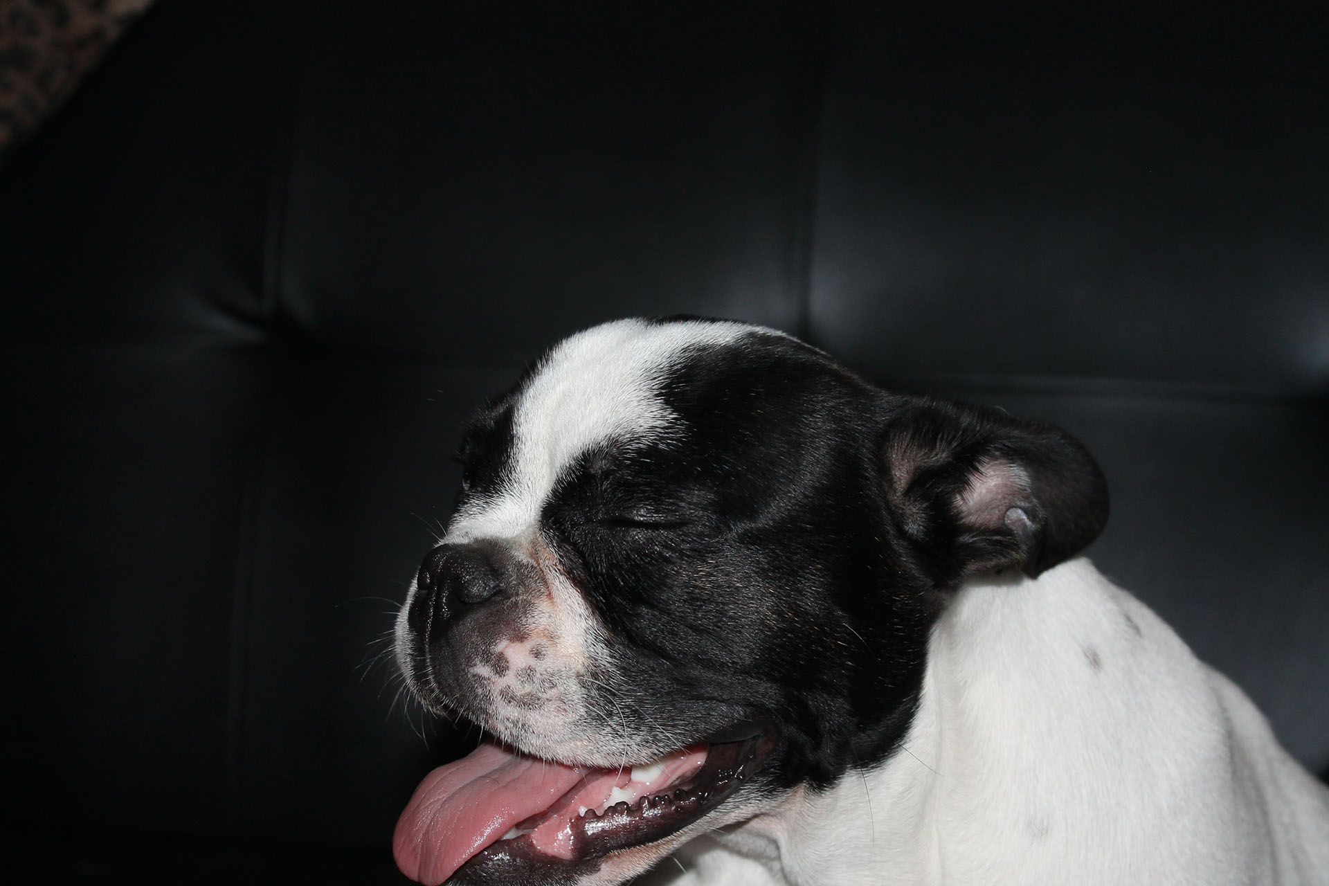Porscha Perfection An Introduction 1 Bulldog museum Brighton