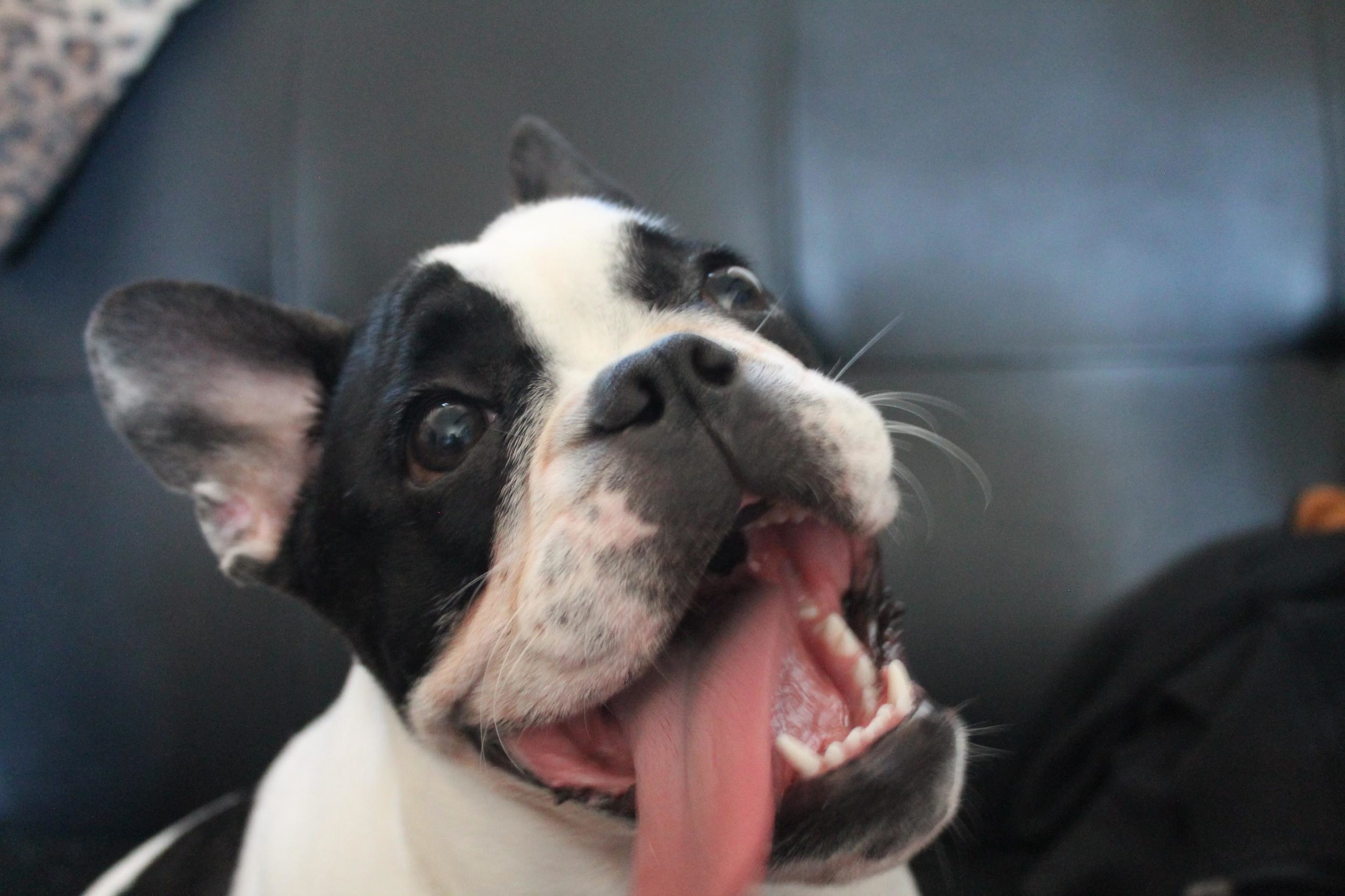 Porscha Perfection An Introduction 2 Bulldog museum Brighton