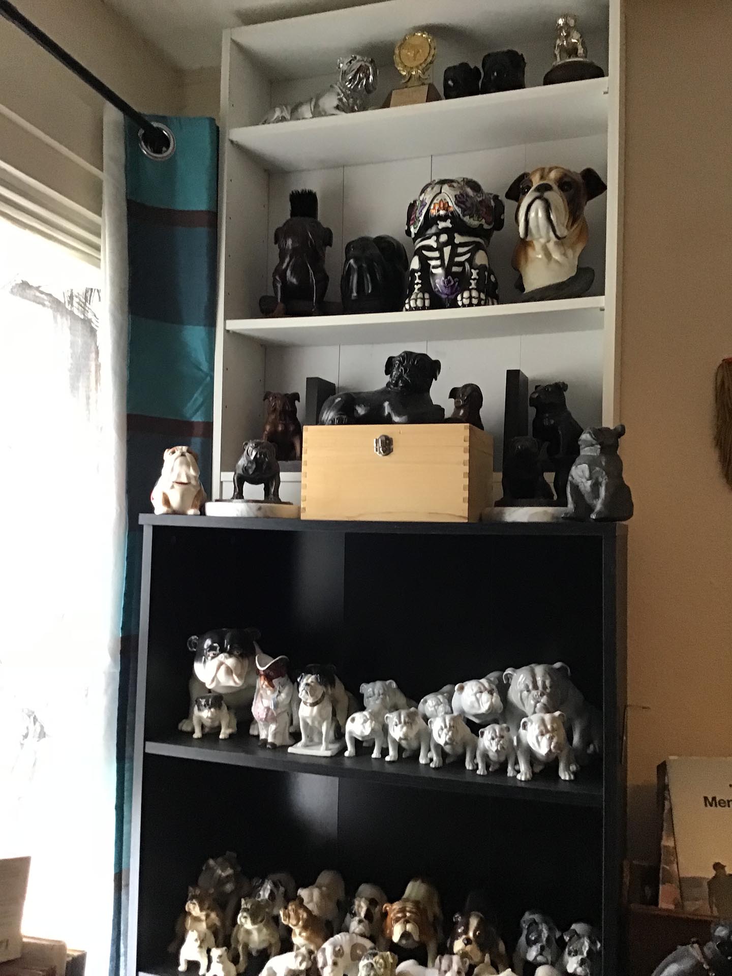 World Class Bulldog Collection – Museum Listed 35 Bulldog museum Brighton