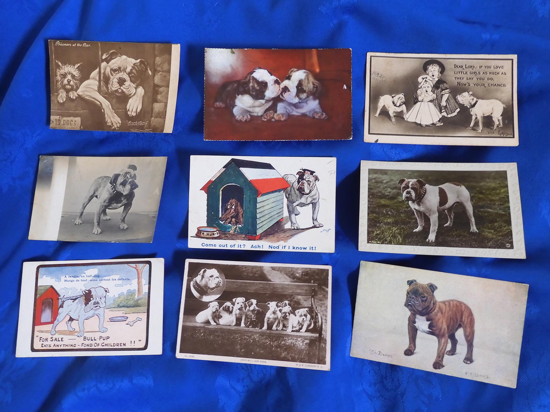 World Class Bulldog Collection – Museum Listed 41 Bulldog museum Brighton