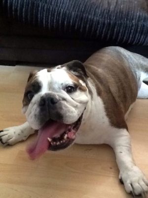 World Class Bulldog Collection – Museum Listed 36 Bulldog museum Brighton