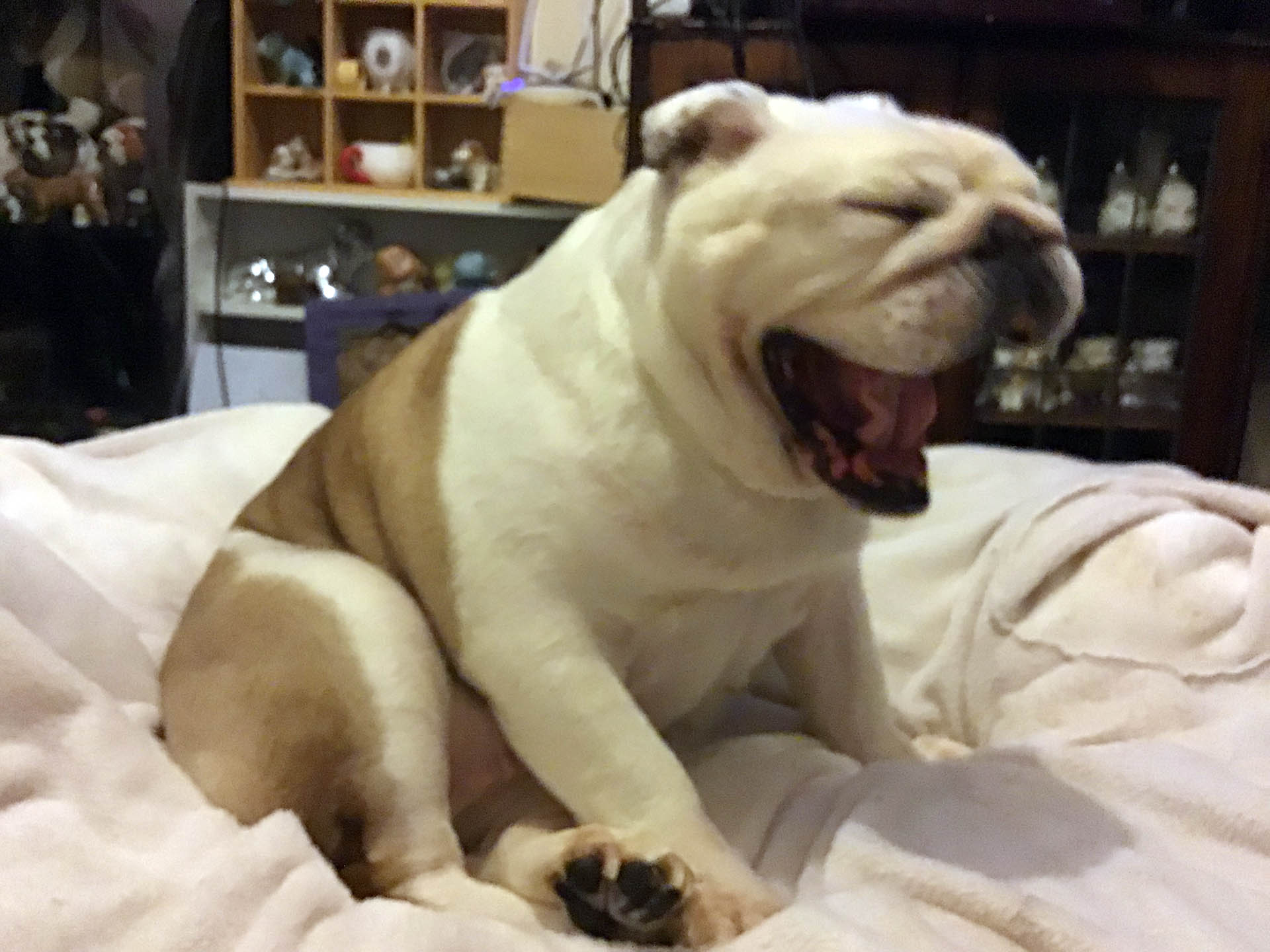 Look it’s Bulldogs vs pugs adoption article 2022 1 Pugs