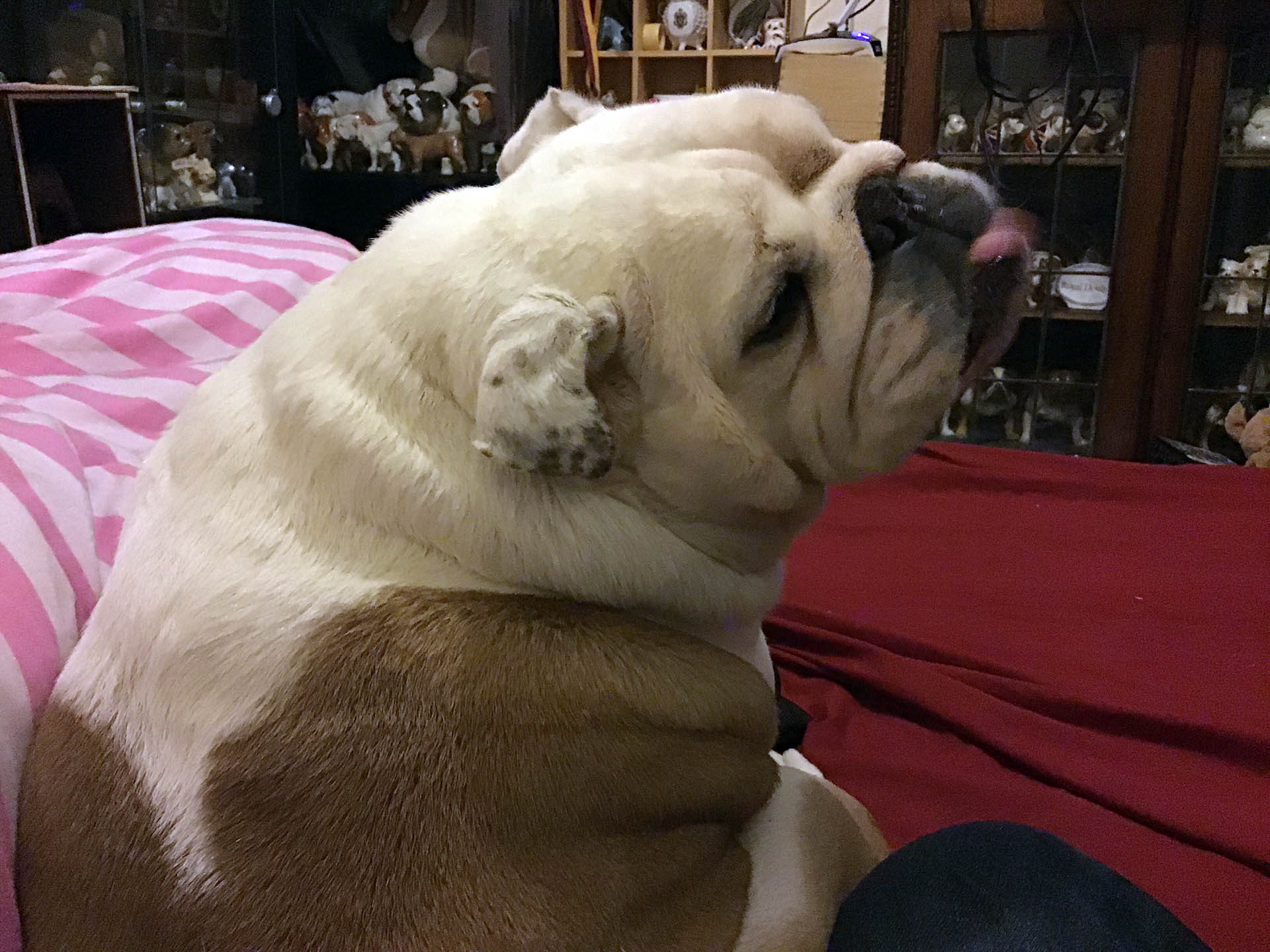 Have you Wiggles our new rescued bulldog update 2022 9 Wiggles