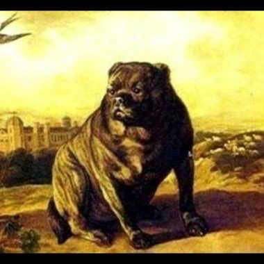 Victorian bulldog 