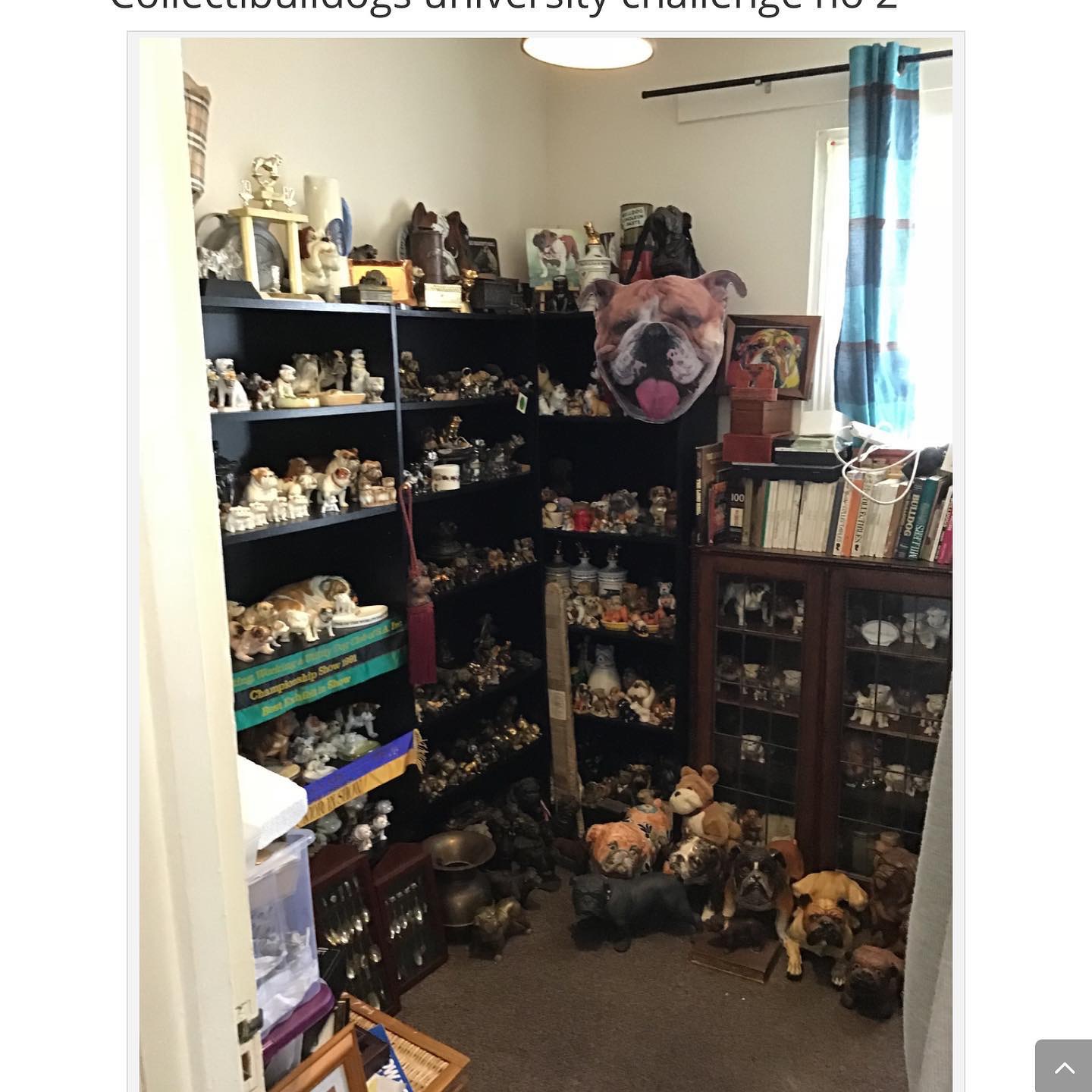 Wow wow what a year at collectibulldogs