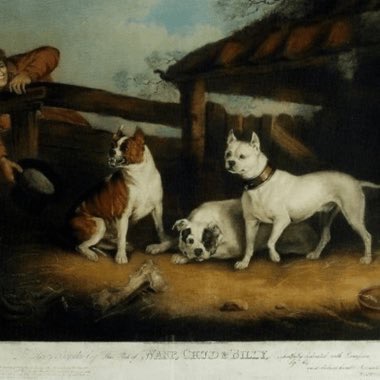 Victorian bulldog 
