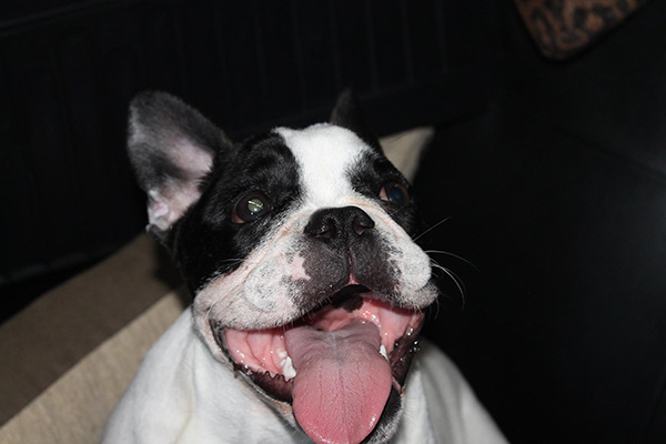 World Class Bulldog Collection – Museum Listed 29 Bulldog museum Brighton