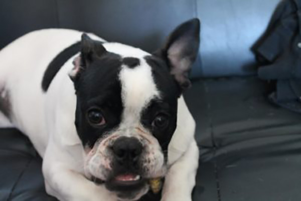 World Class Bulldog Collection – Museum Listed 30 Bulldog museum Brighton