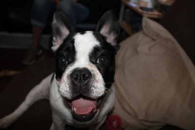 English-Boston Bulldog 