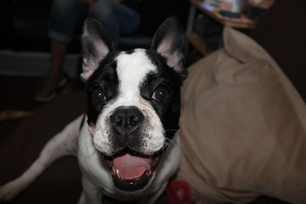 World Class Bulldog Collection – Museum Listed 32 Bulldog museum Brighton