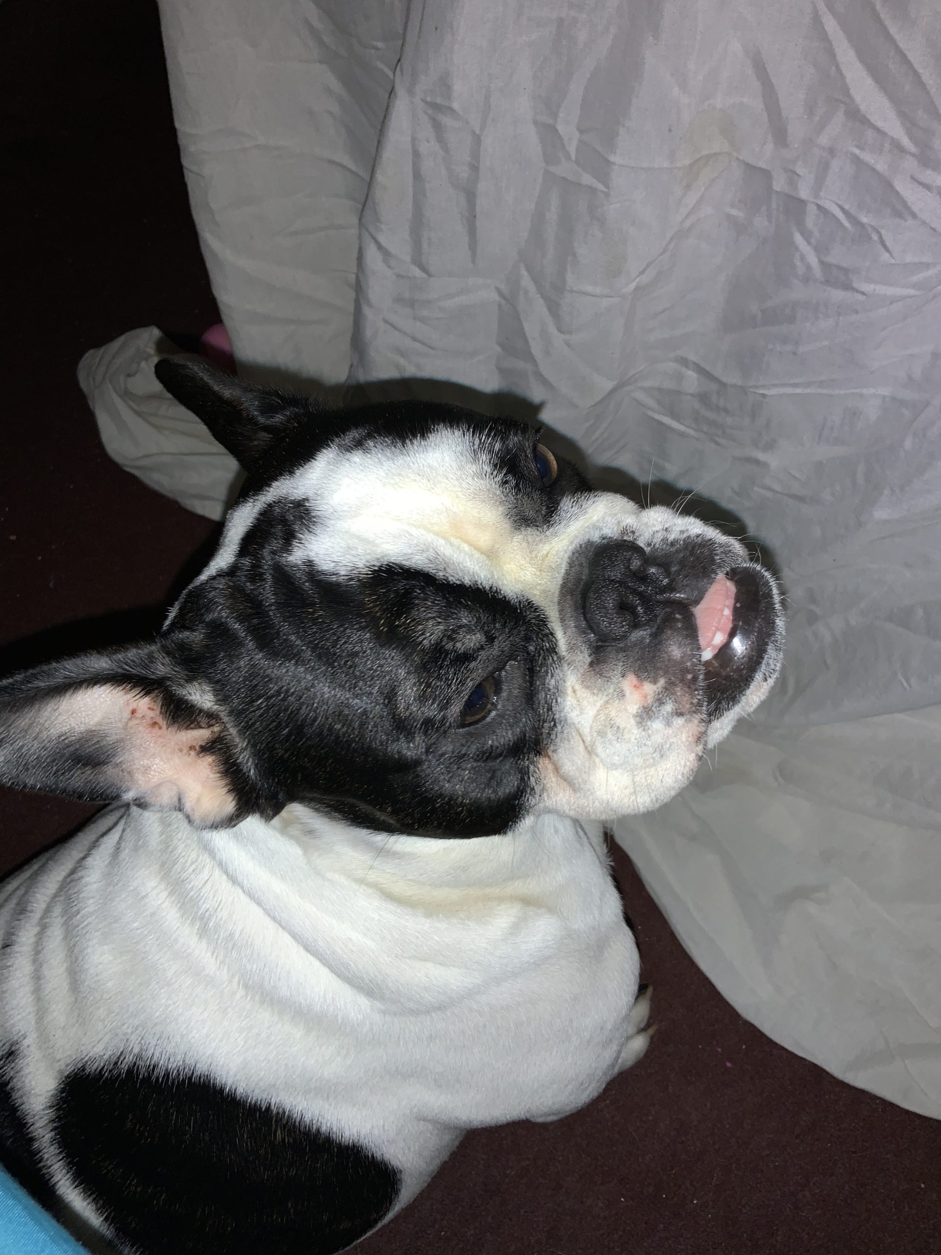 Collectibulldogs now in joint ownership 2022 15 Collectibulldogs