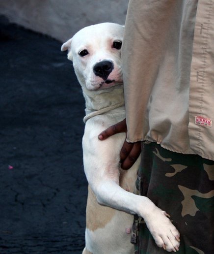Companion animal guardians in the USA Companion animal guardians in the USA