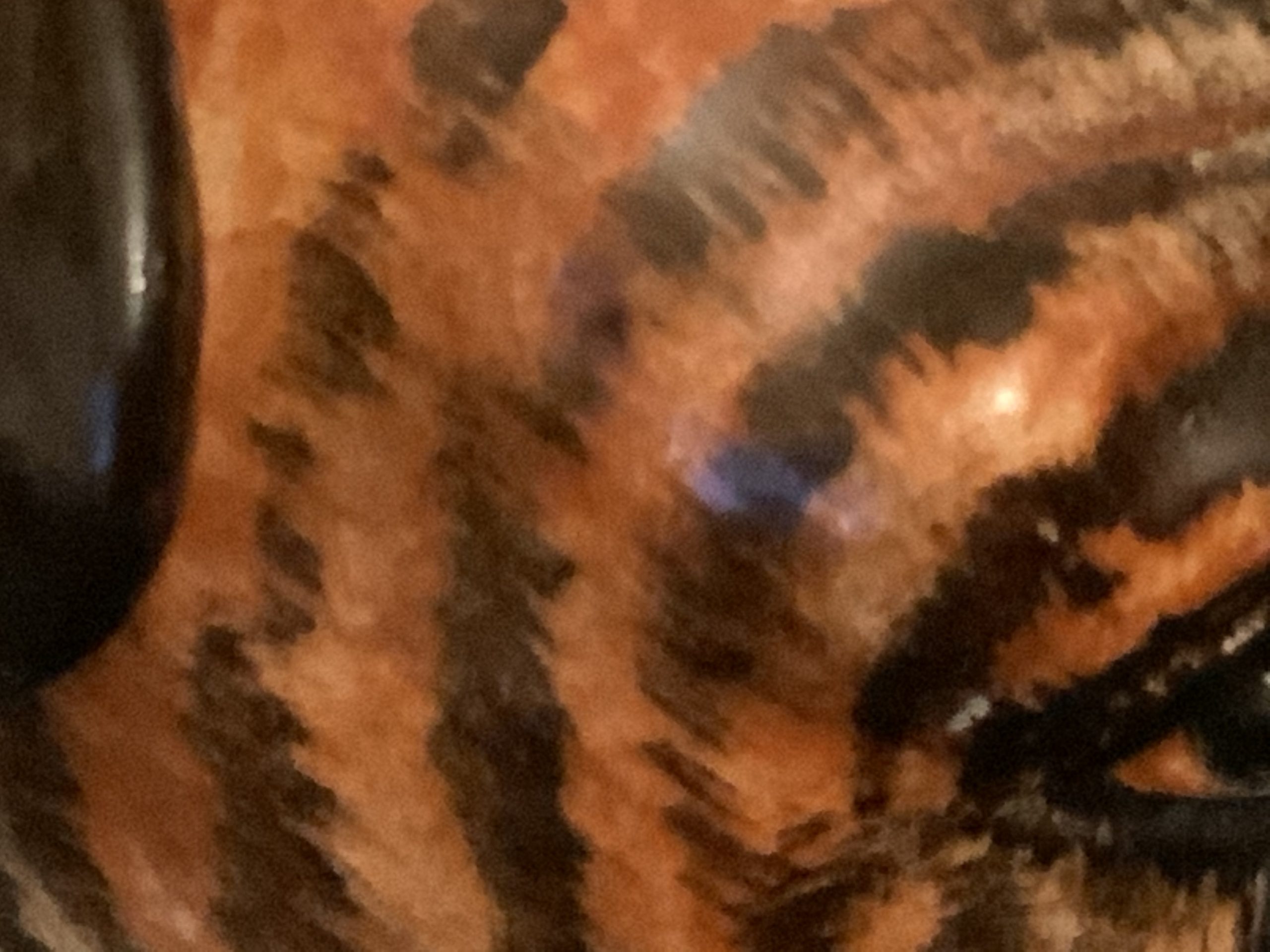 Brindle Bulldogs a beautiful fur patina 2022 49 Brindle Bulldogs a beautiful fur patina