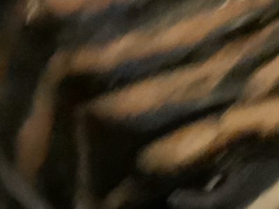 Brindle Bulldogs a beautiful fur patina 2022 37 Brindle Bulldogs a beautiful fur patina
