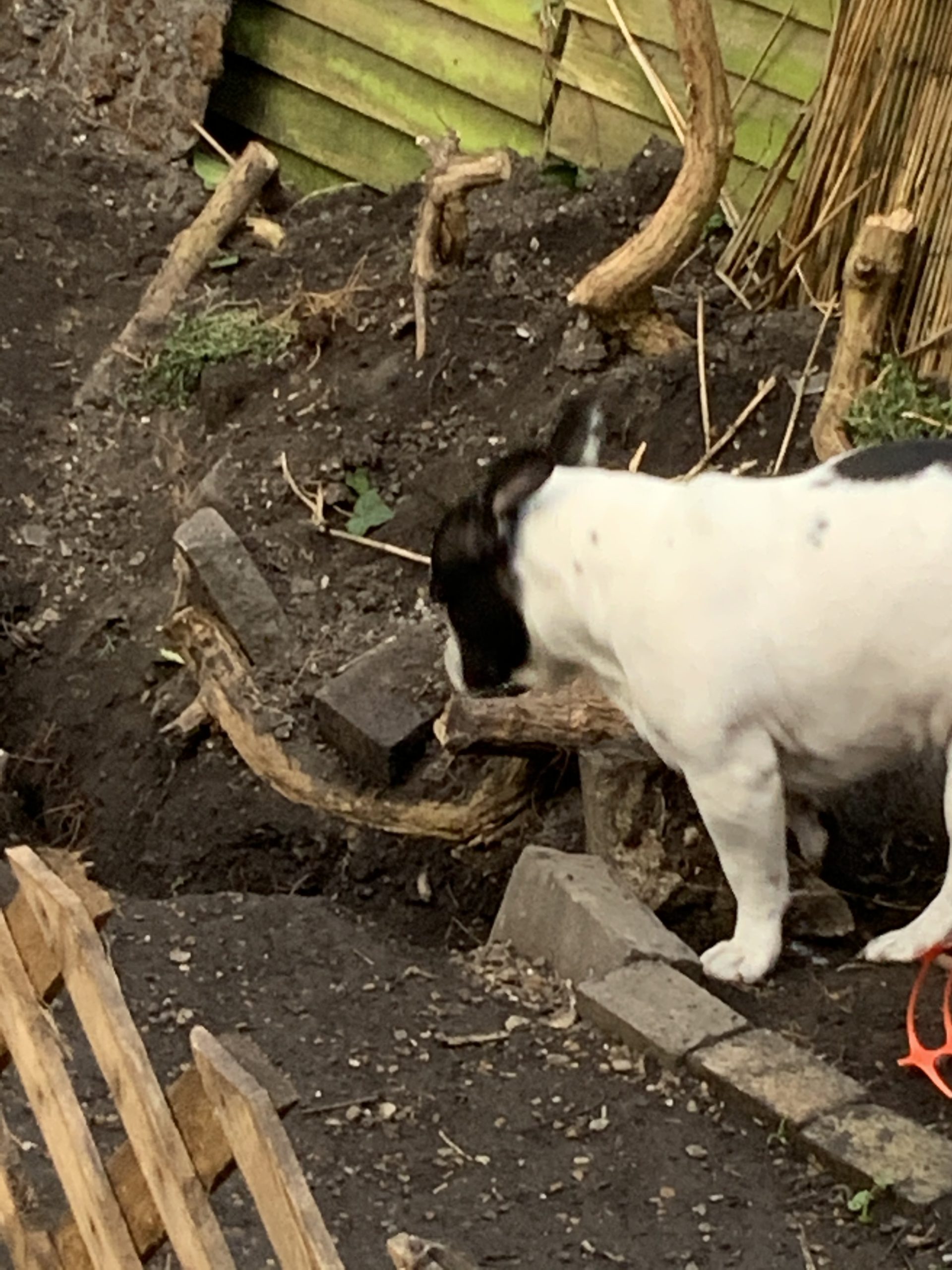 One man and his dog went to design a garden