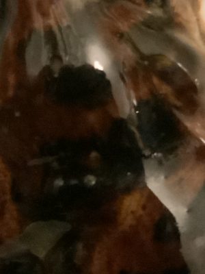 Brindle Bulldogs a beautiful fur patina 2022 35 Brindle Bulldogs a beautiful fur patina