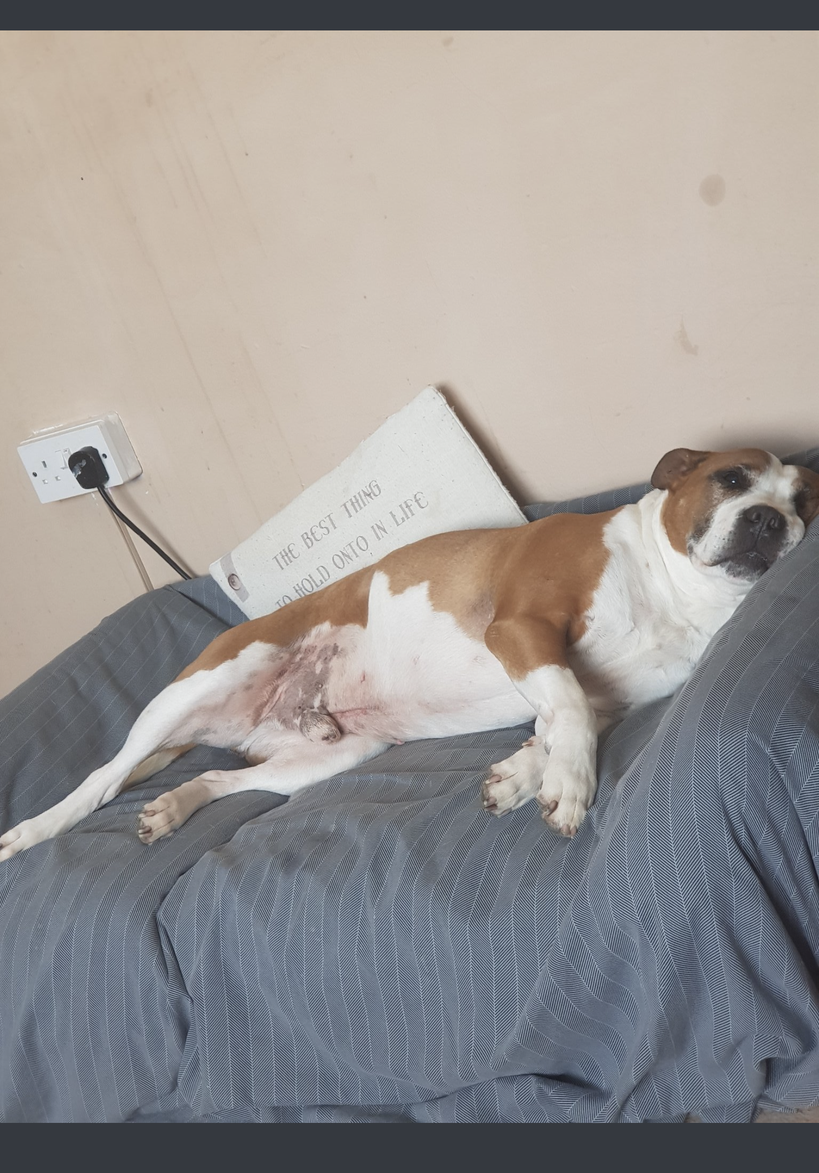 How dogs help with our mental health 2022 7 How dogs help our mental health