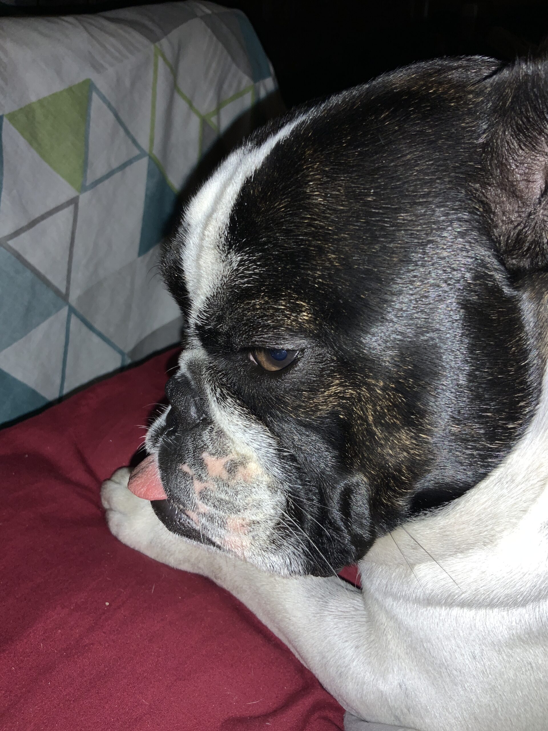 How dogs help with our mental health 2022 10 How dogs help our mental health