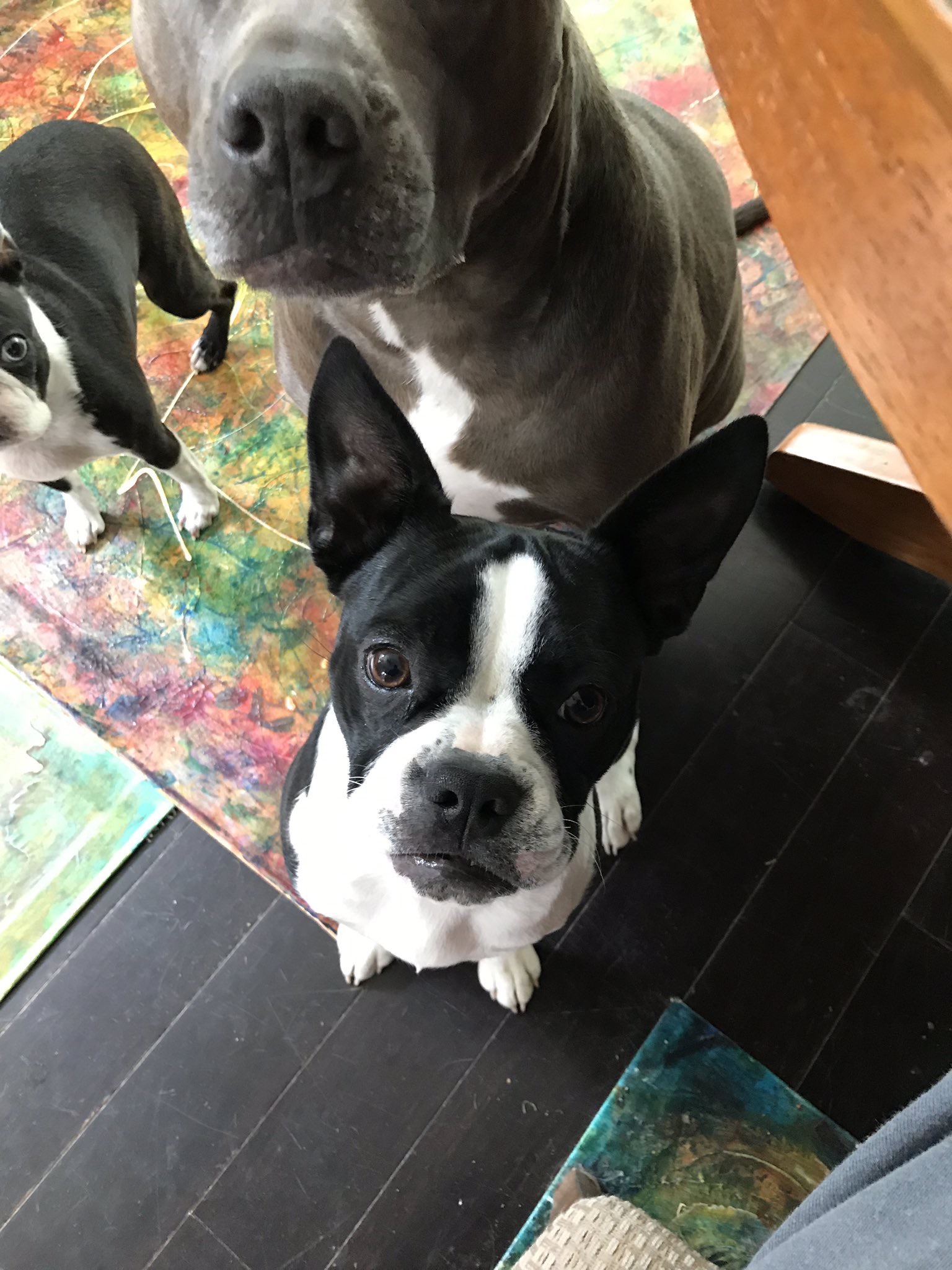 Living With A Special Needs Pup 2022 7 Pup