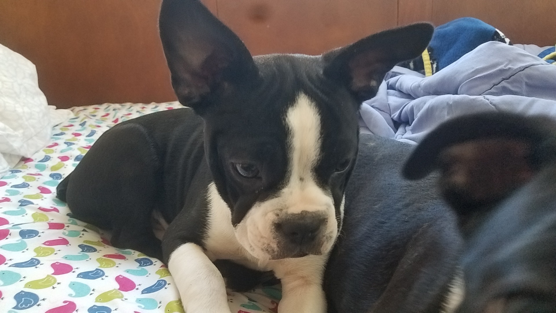 Living With A Special Needs Pup 2022 6 Pup